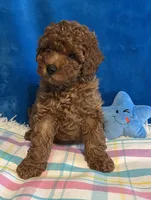 Jimmy, a male Poodle - Toy  for sale in Tuscumbia, AL – Photo 5 of 6