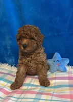 Jimmy, a male Poodle - Toy  for sale in Tuscumbia, AL – Photo 6 of 6