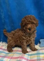 Jimmy, a male Poodle - Toy  for sale in Tuscumbia, AL – Photo 4 of 6