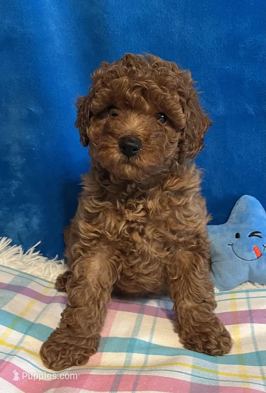 Jimmy, a male Poodle - Toy  for sale in Tuscumbia, AL – Photo 1 of 6