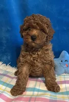 Jimmy, a male Poodle - Toy  for sale in Tuscumbia, AL – Photo 1 of 6