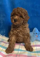 Jimmy, a male Poodle - Toy  for sale in Tuscumbia, AL – Photo 2 of 6