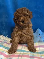 Jimmy, a male Poodle - Toy  for sale in Tuscumbia, AL – Photo 3 of 6