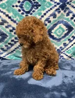 Tia, a female Poodle - Toy  for sale in Tuscumbia, AL – 2 of 2