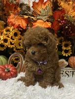 T-Cup Rubie, a female Poodle - Toy  for sale in Tuscumbia, AL – 5 of 7