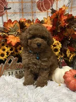 Jed, a male Poodle - Toy  for sale in Tuscumbia, AL – 2 of 5