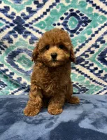 Tassy , a female Poodle - Toy  for sale in Tuscumbia, AL – 4 of 4