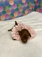 Janie, a female Poodle - Toy  for sale in Tuscumbia, AL – 3 of 8
