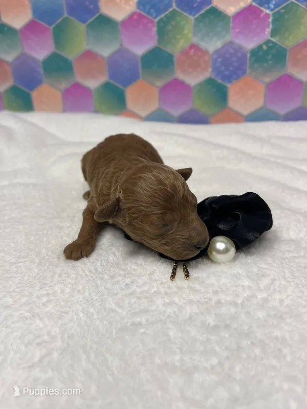 Jed – Poodle - Toy  puppy for sale in Tuscumbia, AL