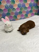 Eli, a male Poodle - Toy  for sale in Tuscumbia, AL – 4 of 5