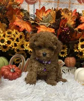 T-Cup Rubie, a female Poodle - Toy  for sale in Tuscumbia, AL – 3 of 7
