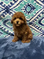 Tassy , a female Poodle - Toy  for sale in Tuscumbia, AL – 3 of 4