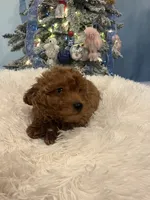 Candy Apple, a female Poodle - Toy  for sale in Tuscumbia, AL – Photo 2 of 4