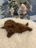 Candy Apple, a female Poodle - Toy  for sale in Tuscumbia, AL – Photo 4 of 4