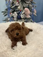 Candy Apple, a female Poodle - Toy  for sale in Tuscumbia, AL – Photo 1 of 4