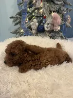 Candy Apple, a female Poodle - Toy  for sale in Tuscumbia, AL – Photo 3 of 4