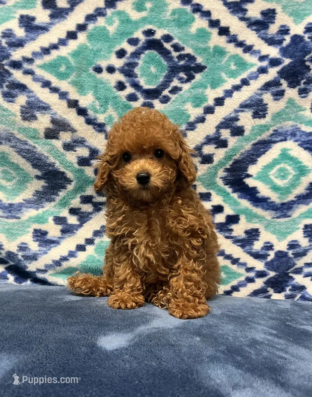 Tia – Poodle - Toy  puppy for sale in Tuscumbia, AL