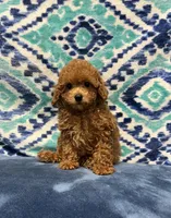 Tia, a female Poodle - Toy  for sale in Tuscumbia, AL – 1 of 2