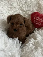 Rose, a female Poodle - Toy  for sale in Tuscumbia, AL – Photo 3 of 3