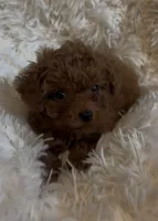 Rose, a female Poodle - Toy  for sale in Tuscumbia, AL – Photo 1 of 3