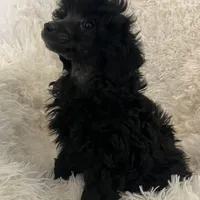 Brody, a male Poodle - Toy  for sale in Tuscumbia, AL – Photo 1 of 2