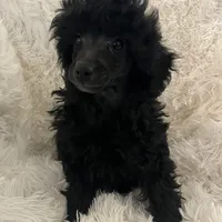 Brody, a male Poodle - Toy  for sale in Tuscumbia, AL – Photo 2 of 2