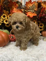 Peaches, a female Poodle - Toy  for sale in Tuscumbia, AL – 3 of 5