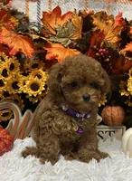 T-Cup Rubie, a female Poodle - Toy  for sale in Tuscumbia, AL – 6 of 7