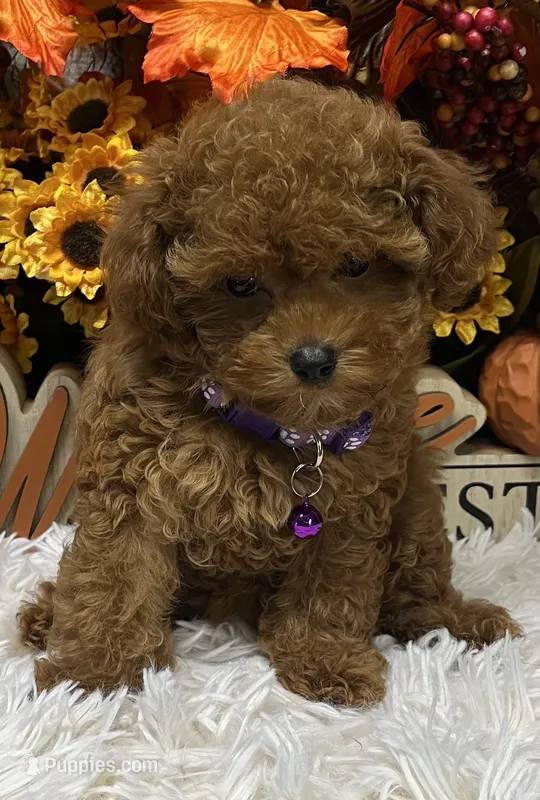 T-Cup Rubie – Poodle - Toy  puppy for sale in Tuscumbia, AL