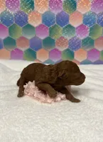 Janie, a female Poodle - Toy  for sale in Tuscumbia, AL – 4 of 8