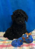 Stormy , a male Poodle - Toy  for sale in Tuscumbia, AL – Photo 1 of 4