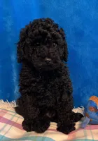 Stormy , a male Poodle - Toy  for sale in Tuscumbia, AL – Photo 2 of 4