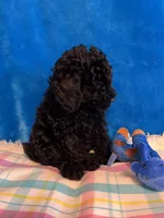 Stormy , a male Poodle - Toy  for sale in Tuscumbia, AL – Photo 4 of 4