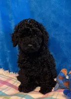 Stormy , a male Poodle - Toy  for sale in Tuscumbia, AL – Photo 3 of 4