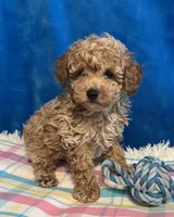 Blaze, a male Poodle - Toy  for sale in Tuscumbia, AL – Photo 3 of 5