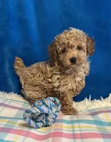 Blaze, a male Poodle - Toy  for sale in Tuscumbia, AL – Photo 5 of 5