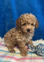 Blaze, a male Poodle - Toy  for sale in Tuscumbia, AL – Photo 4 of 5