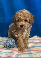 Blaze, a male Poodle - Toy  for sale in Tuscumbia, AL – Photo 2 of 5