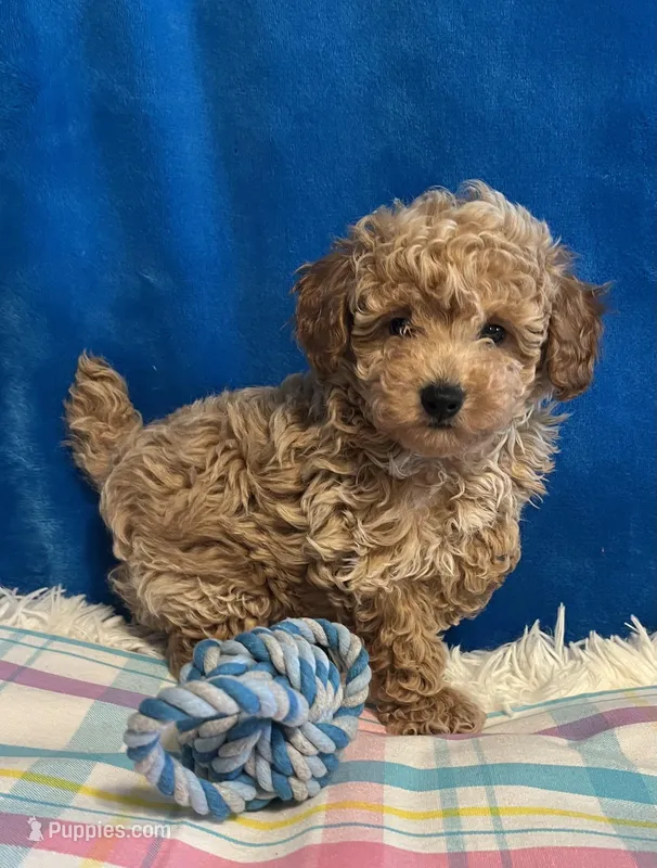 Blaze – Poodle - Toy  puppy for sale in Tuscumbia, AL