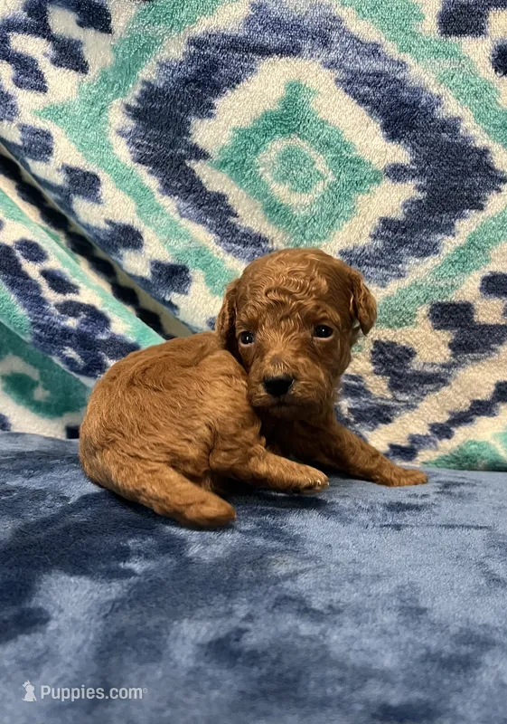  Jimmy – Poodle - Toy  puppy for sale in Tuscumbia, AL