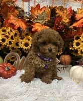 T-Cup Rubie, a female Poodle - Toy  for sale in Tuscumbia, AL – 7 of 7