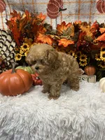 Peaches, a female Poodle - Toy  for sale in Tuscumbia, AL – 5 of 5