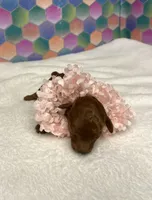 Janie, a female Poodle - Toy  for sale in Tuscumbia, AL – 6 of 8