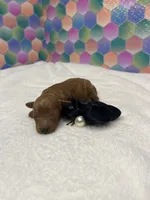  Jimmy, a male Poodle - Toy  for sale in Tuscumbia, AL – 5 of 5