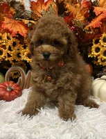 AKC Georgie , a female Poodle - Toy  for sale in Tuscumbia, AL – 3 of 5