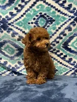 Tassy , a female Poodle - Toy  for sale in Tuscumbia, AL – 2 of 4