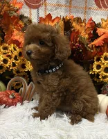 Jimmy, a male Poodle - Toy  for sale in Tuscumbia, AL – 5 of 6