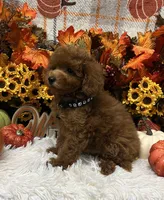 Jimmy, a male Poodle - Toy  for sale in Tuscumbia, AL – 6 of 6