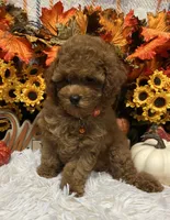 AKC Georgie , a female Poodle - Toy  for sale in Tuscumbia, AL – 4 of 5