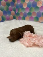 Janie, a female Poodle - Toy  for sale in Tuscumbia, AL – 7 of 8